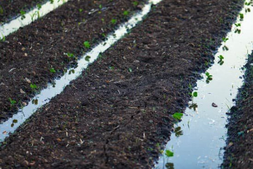 Cotton production uses lots of land, water and fertilisers