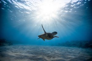 Read more about the article Eco Travel Guide