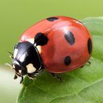 Wildlife Gardening Guide