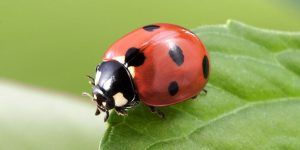 Read more about the article Wildlife Gardening Guide