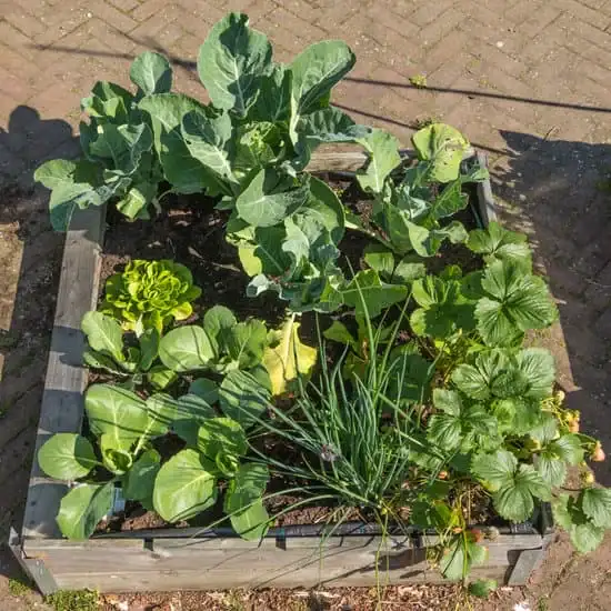 A good example of square meter gardening