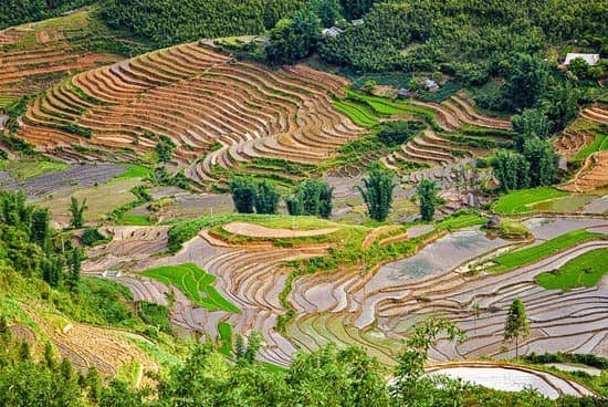 Rice fields require a lot of water to grow well