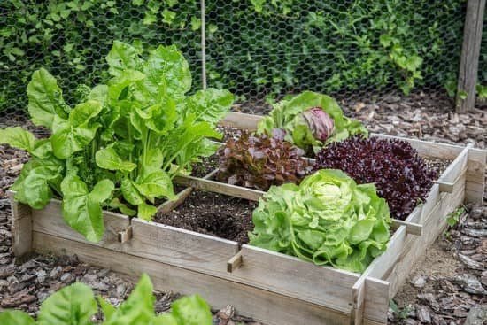 You don’t need a large space to grow your own
